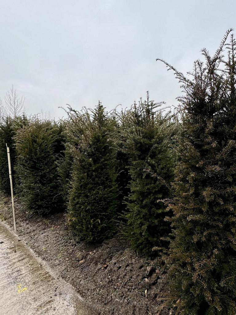 Taxus baccata
