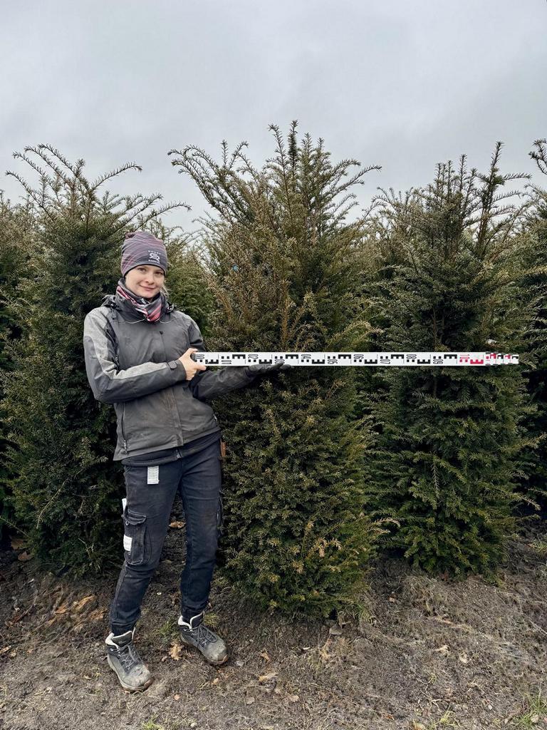 Taxus baccata