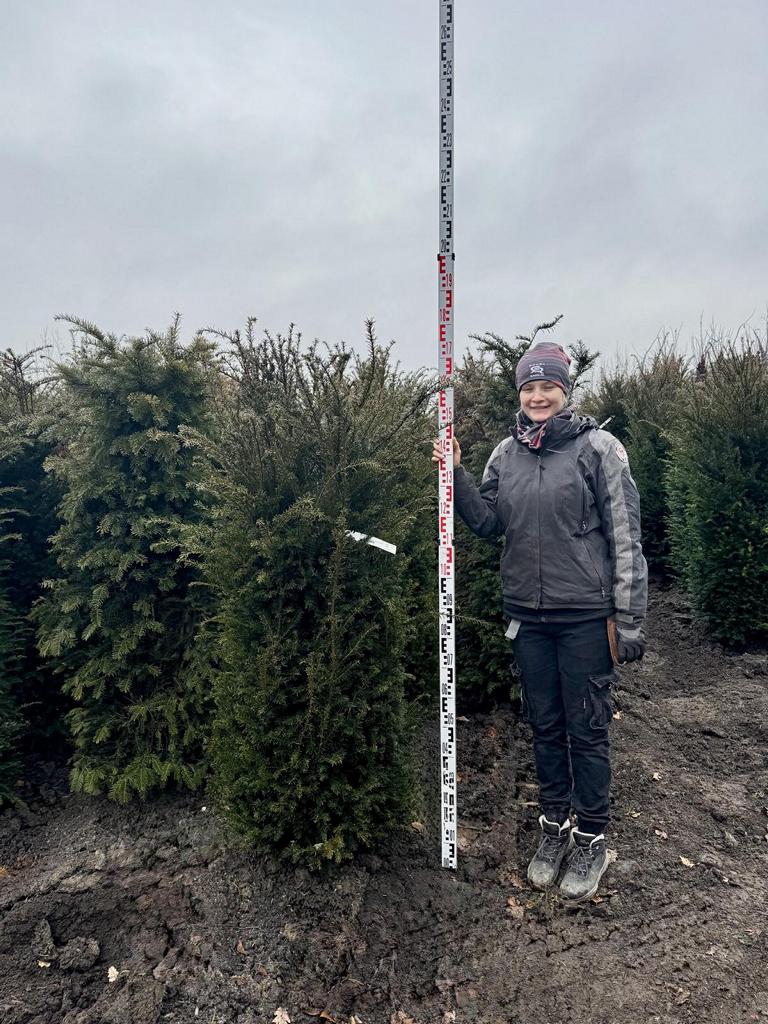 Taxus baccata