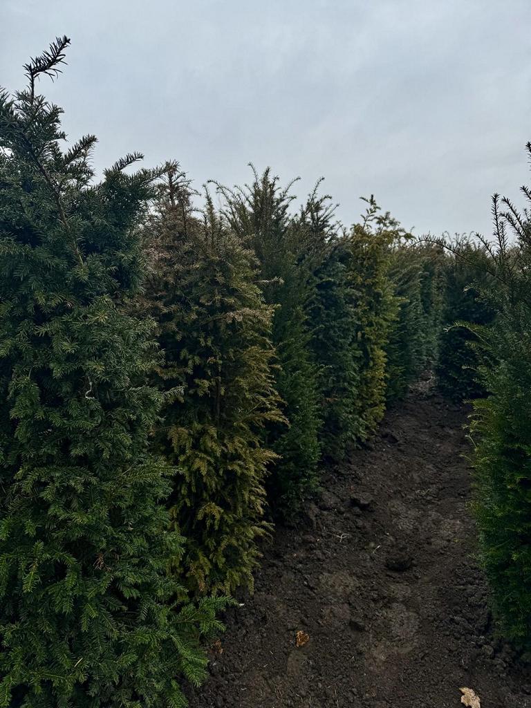 Taxus baccata