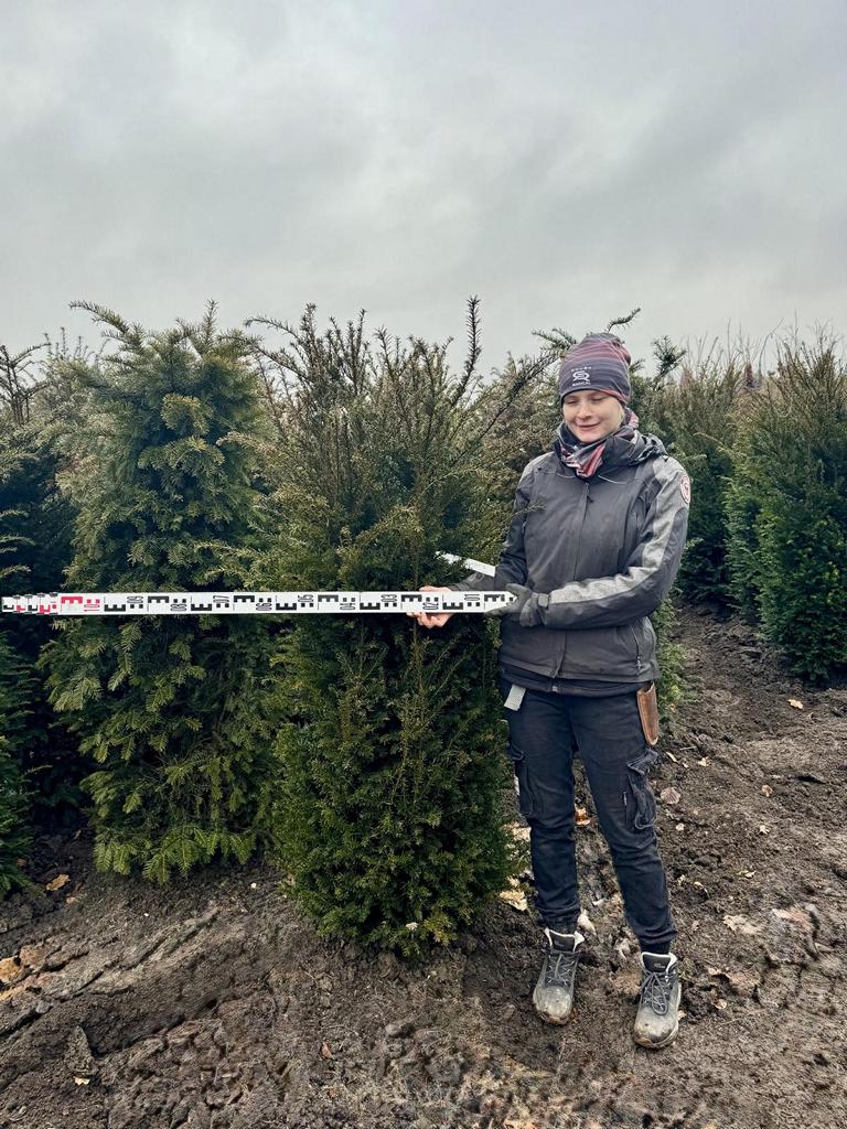 Taxus baccata
