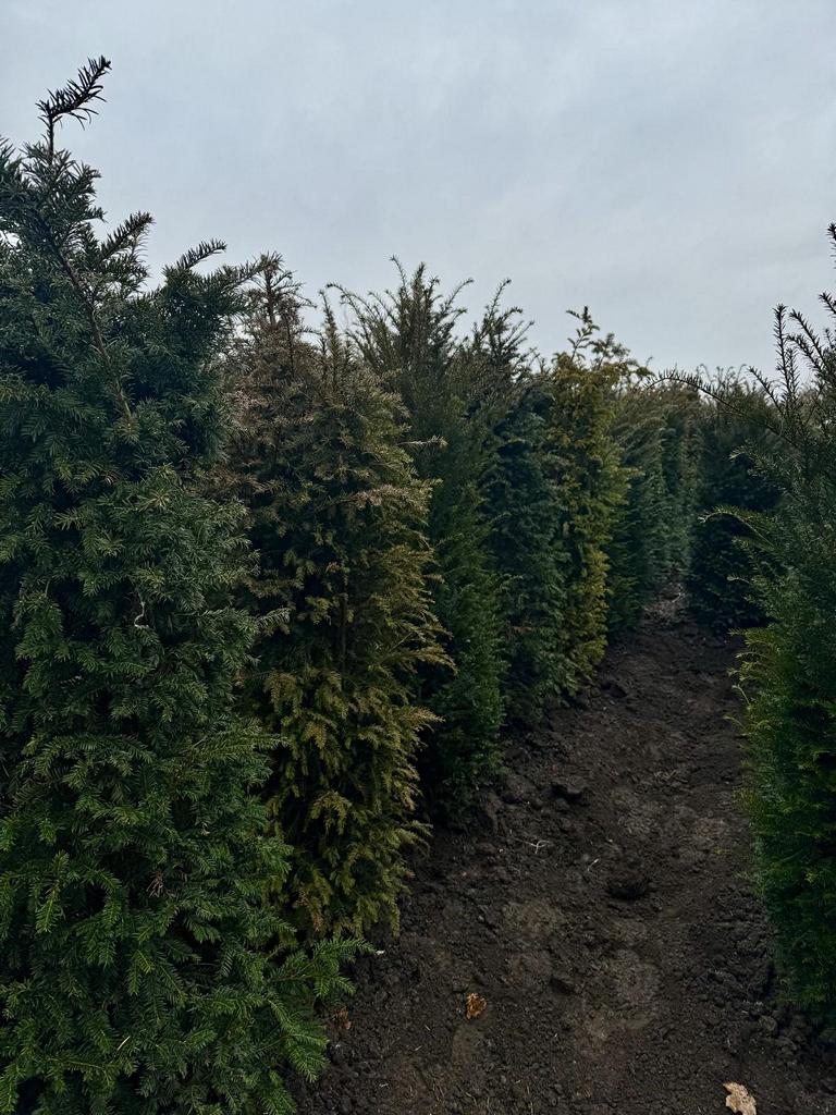 Taxus baccata