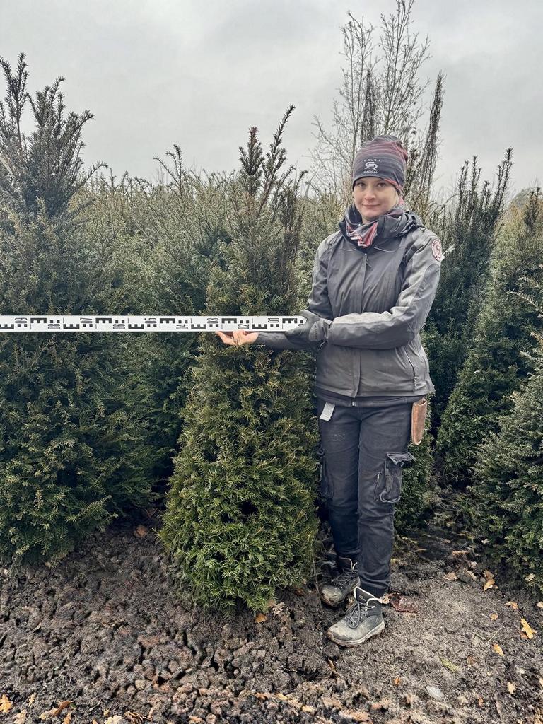 Taxus baccata