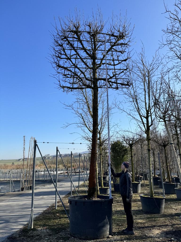 Liquidambar styraciflua Spalierform