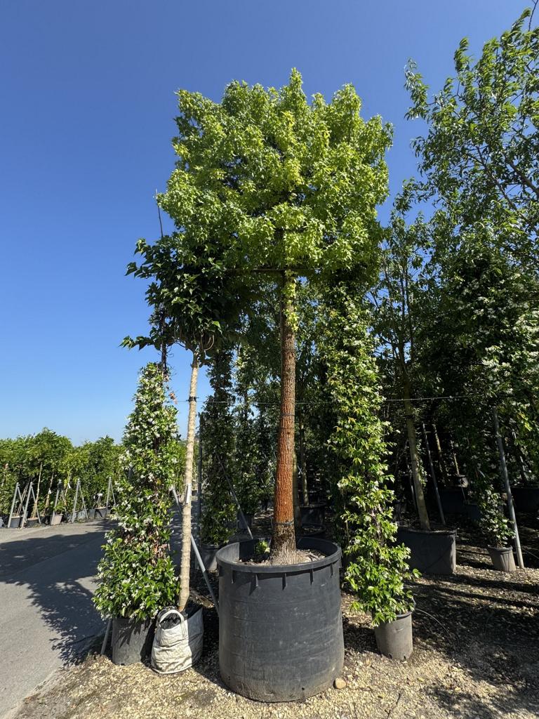 Liquidambar styraciflua Spalierform