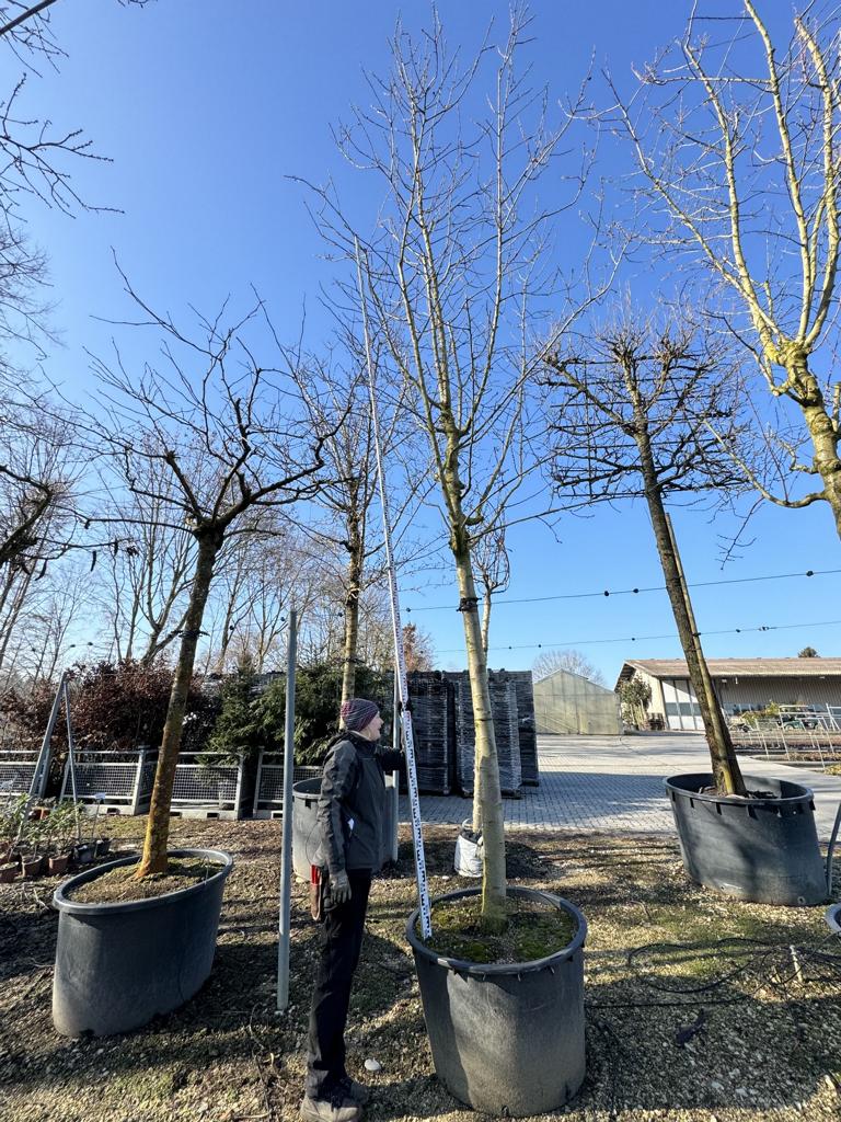 Prunus dulcis