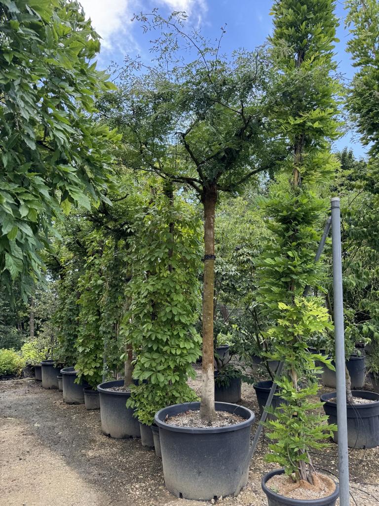 Gleditsia triacanthos inermis Dachform