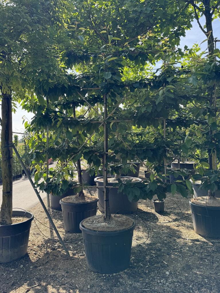 Prunus avium 'Burlat'