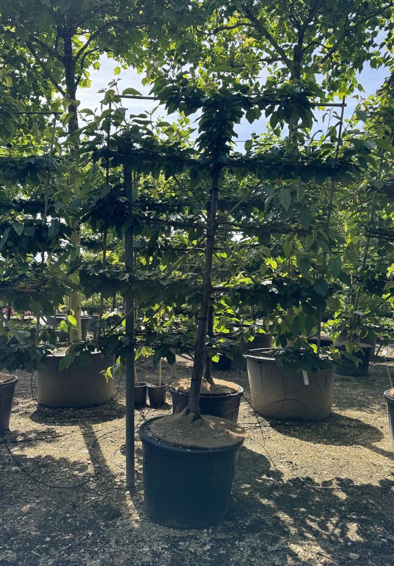 Prunus avium 'Burlat'