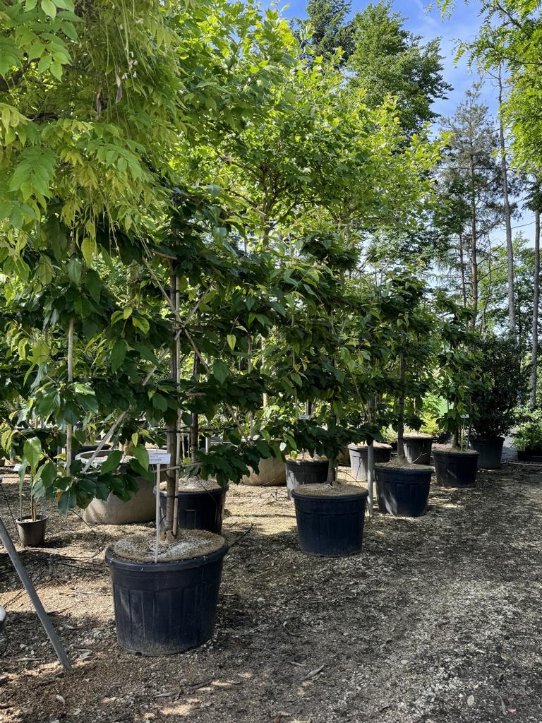 Prunus avium 'Burlat'
