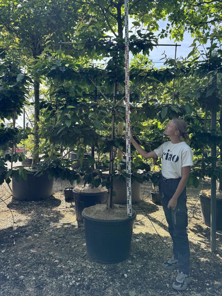Prunus avium 'Burlat'