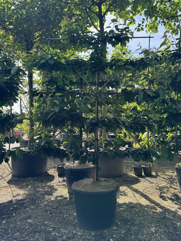Prunus avium 'Burlat'