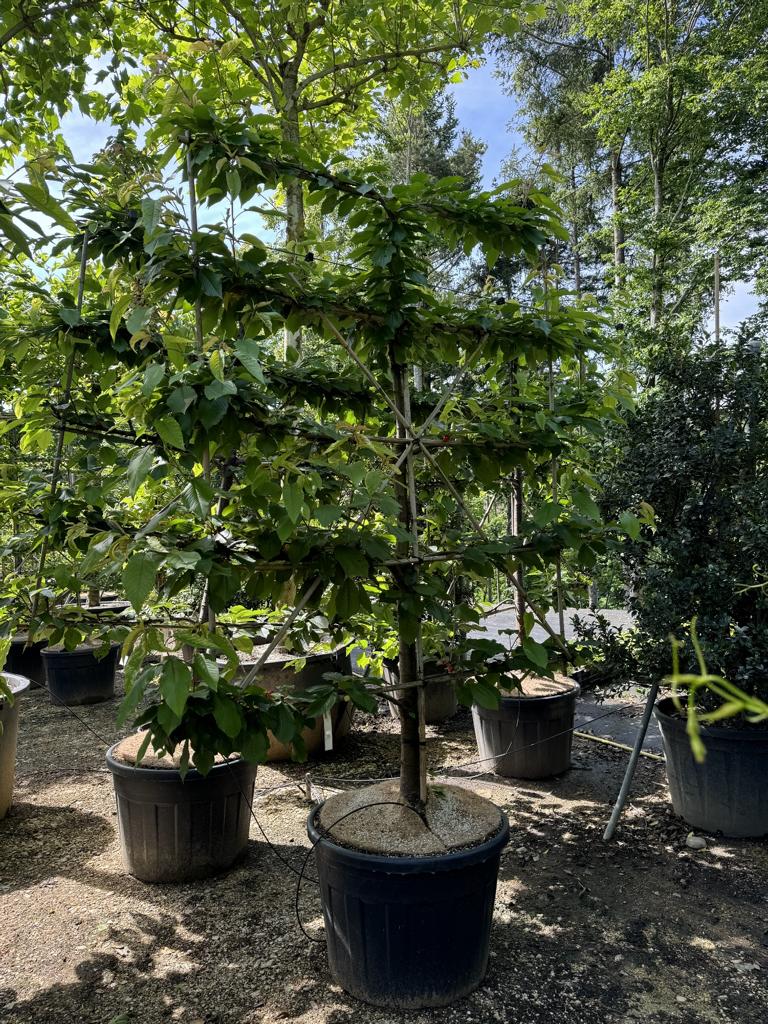 Prunus avium 'Stella'