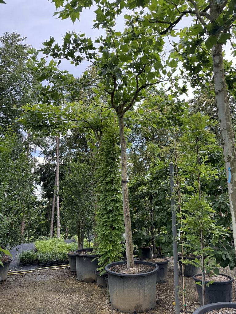 Platanus hispanica (x) dachförmig