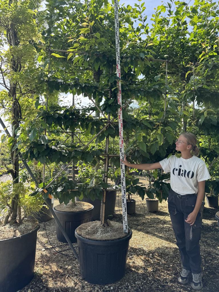 Prunus avium 'Kordia'