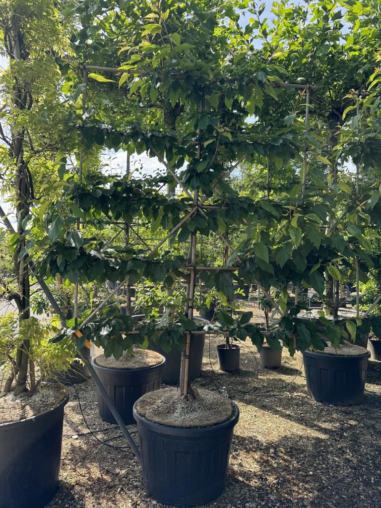 Prunus avium 'Kordia'