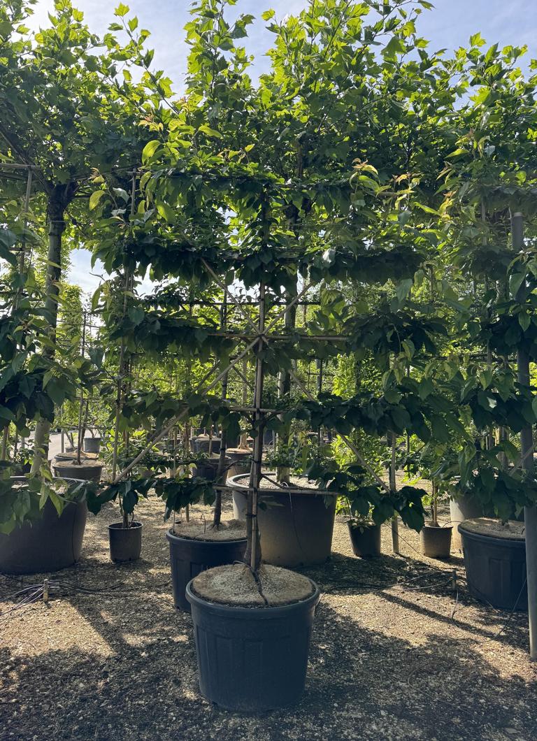Prunus avium 'Kordia'