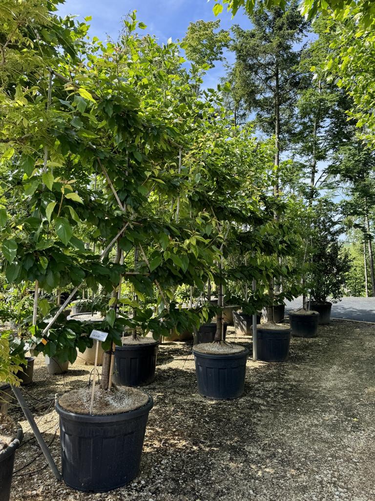 Prunus avium 'Kordia'