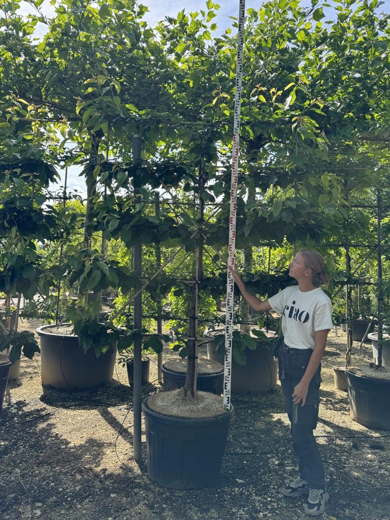 Prunus avium 'Kordia'