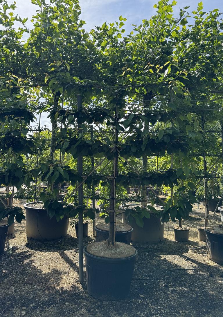 Prunus avium 'Kordia'