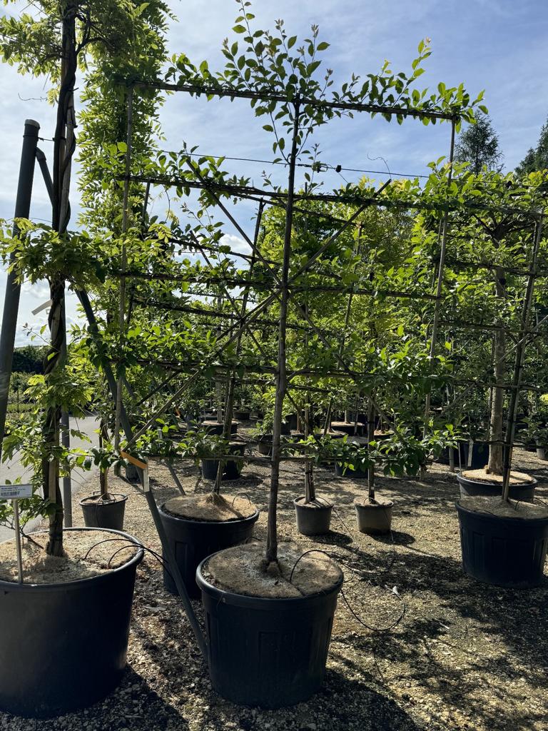 Prunus domestica 'Hauszwetschge'