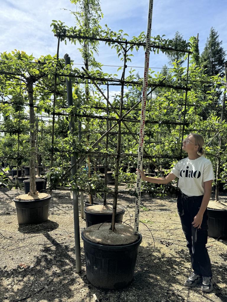 Pyrus communis 'Conférence'