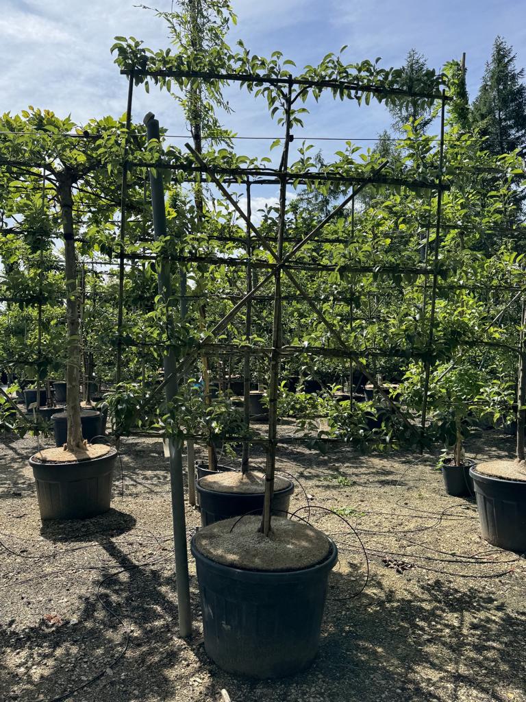 Pyrus communis 'Conférence'