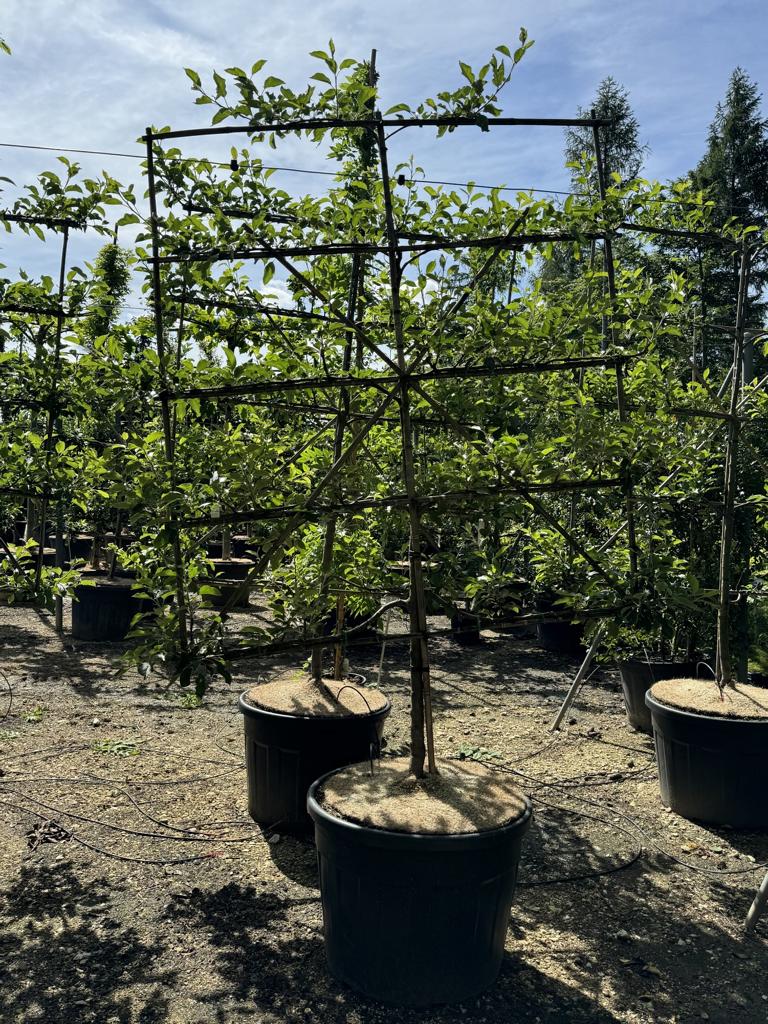 Malus domestica 'Jonagold'