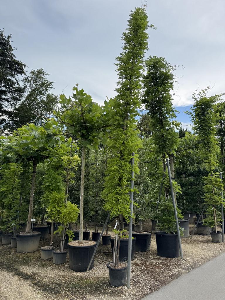 Wisteria sinensis 'Prolific'