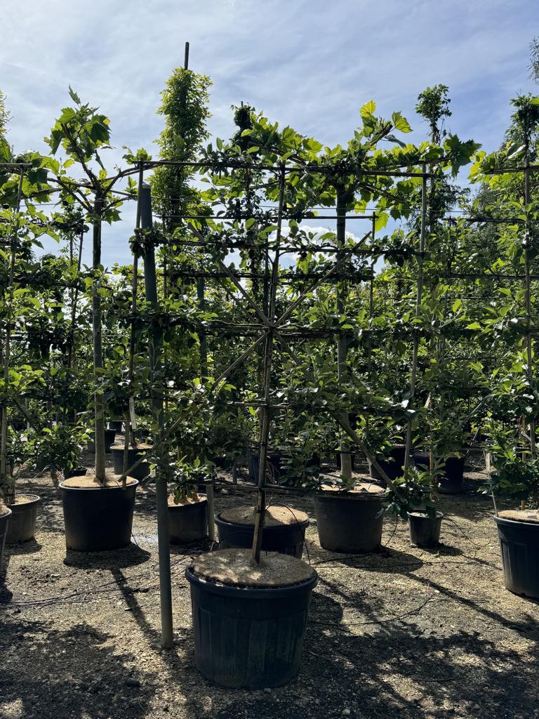 Malus domestica 'James Grieve'