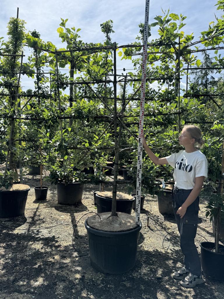 Malus domestica 'James Grieve'