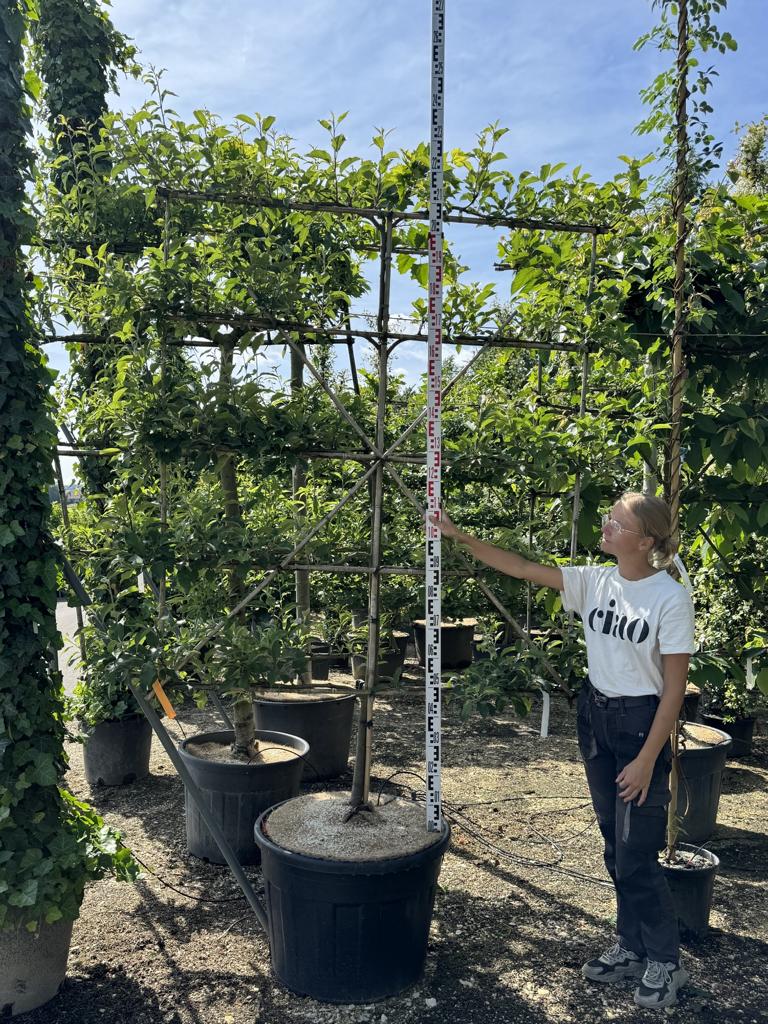 Malus domestica 'Elstar'