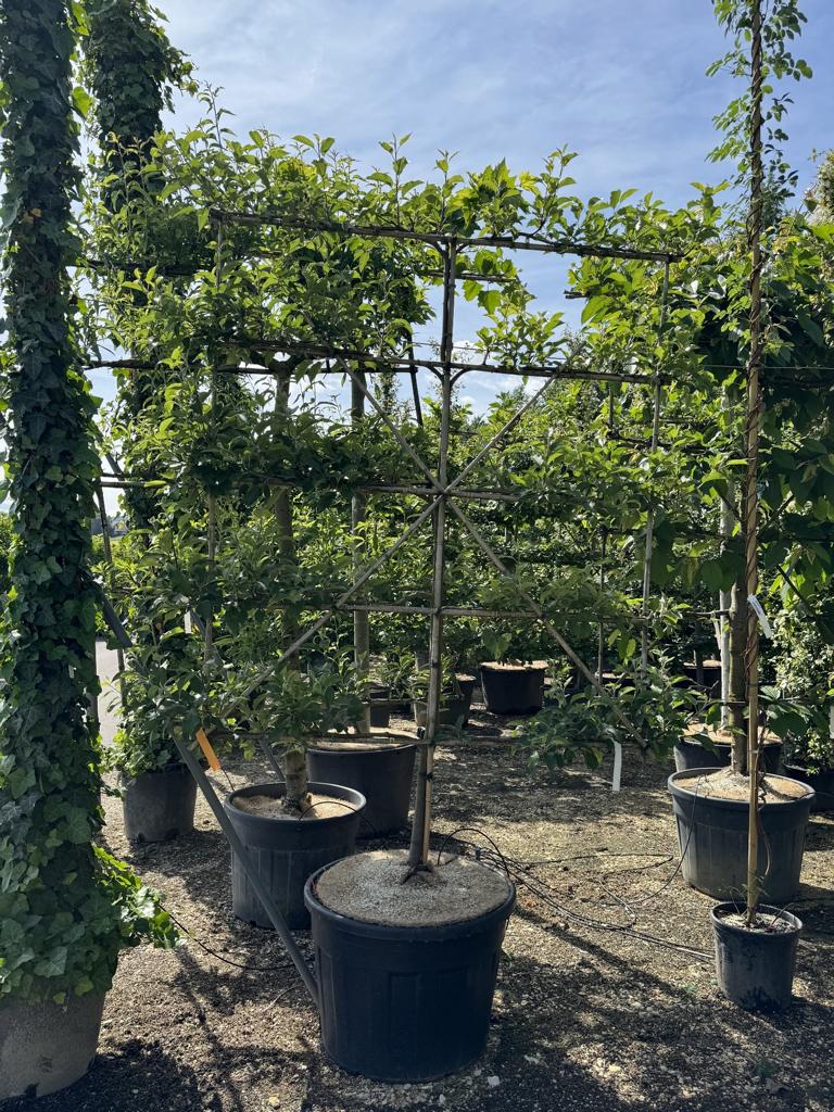 Malus domestica 'Elstar'