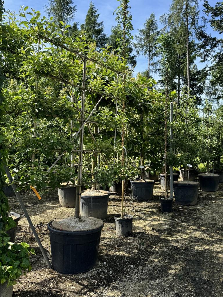 Malus domestica 'Elstar'