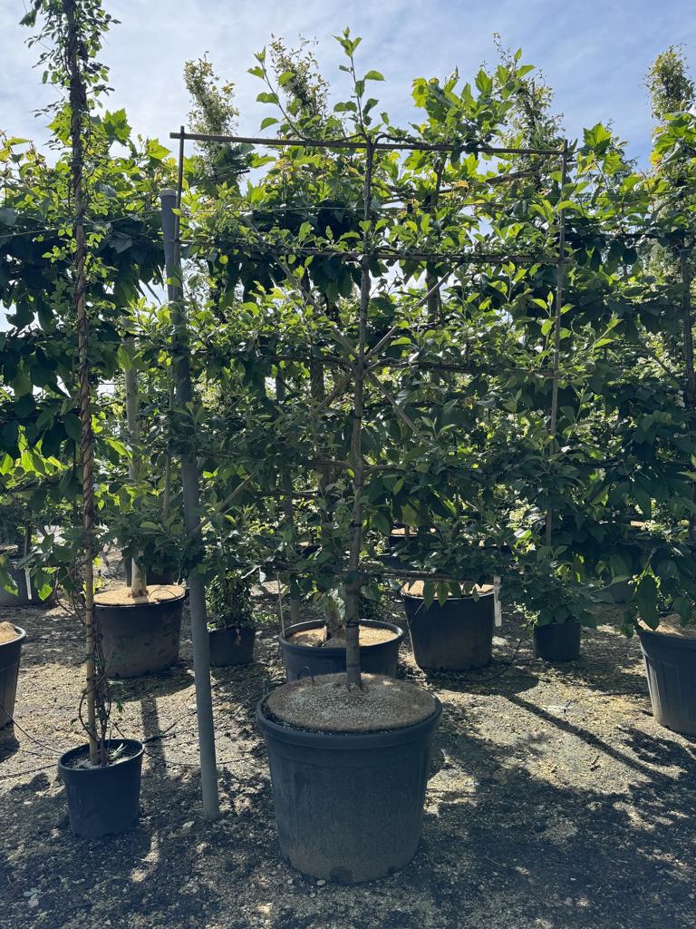 Malus domestica 'Boskoop' Schmitz-Hübsch