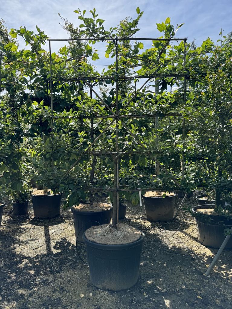 Malus domestica 'Boskoop' Schmitz-Hübsch