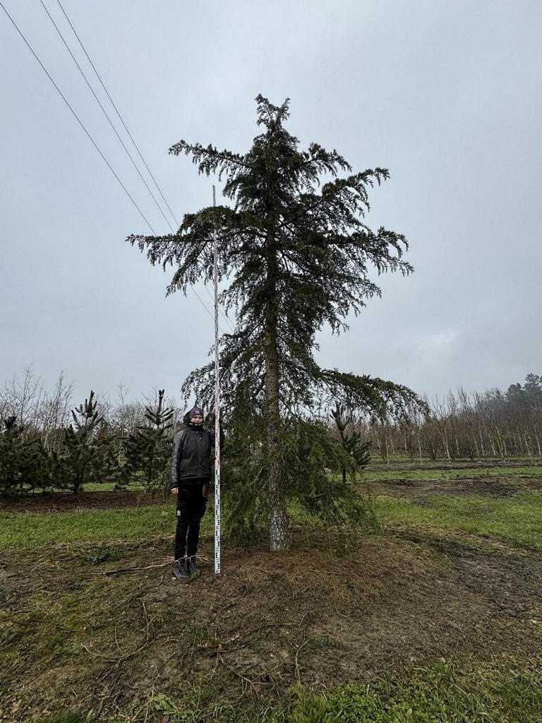 Cedrus deodara