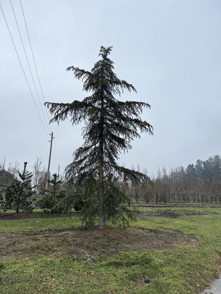 Cedrus deodara
