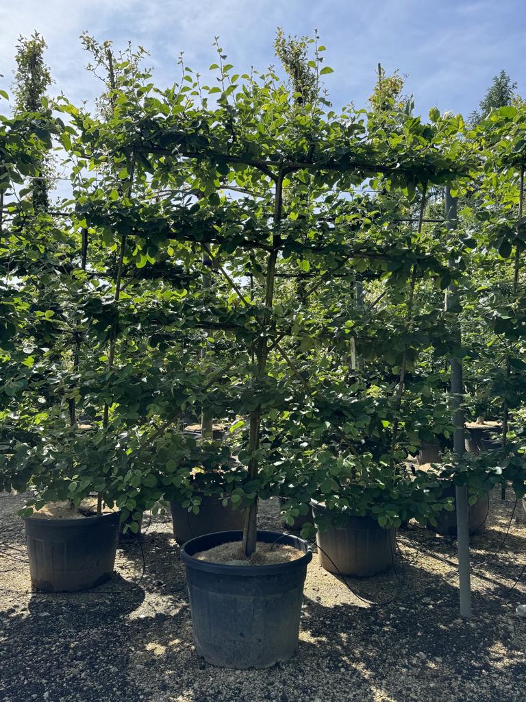 Cydonia oblonga 'Champion'