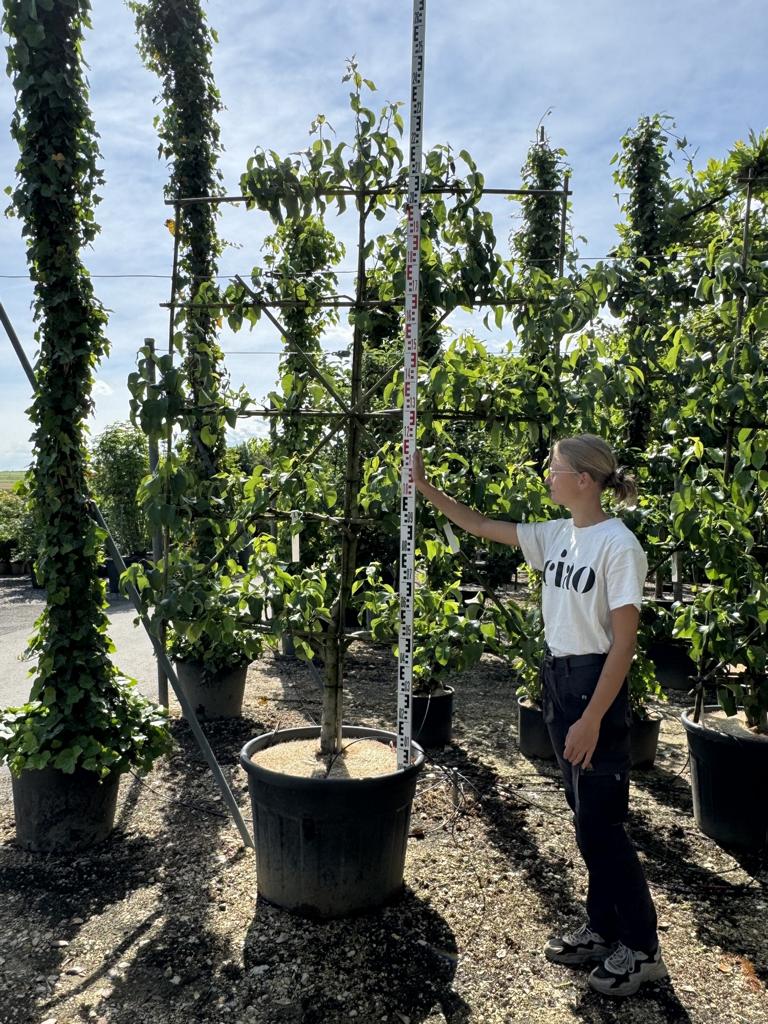 Pyrus communis 'Alexander Lucas'