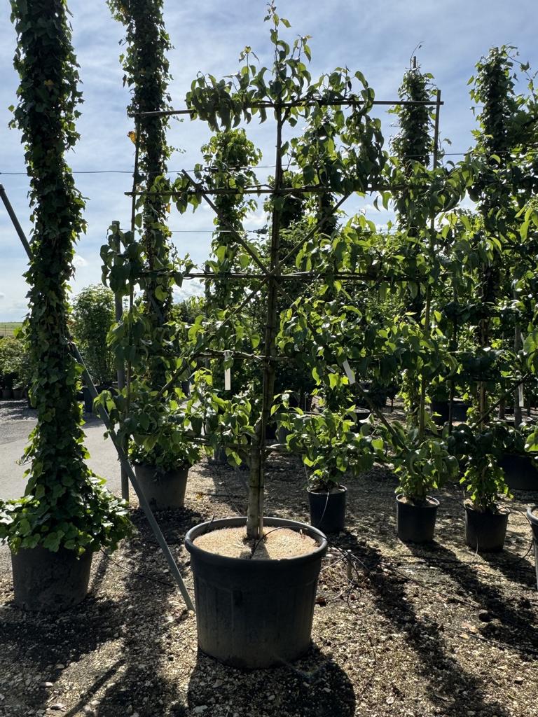 Pyrus communis 'Alexander Lucas'