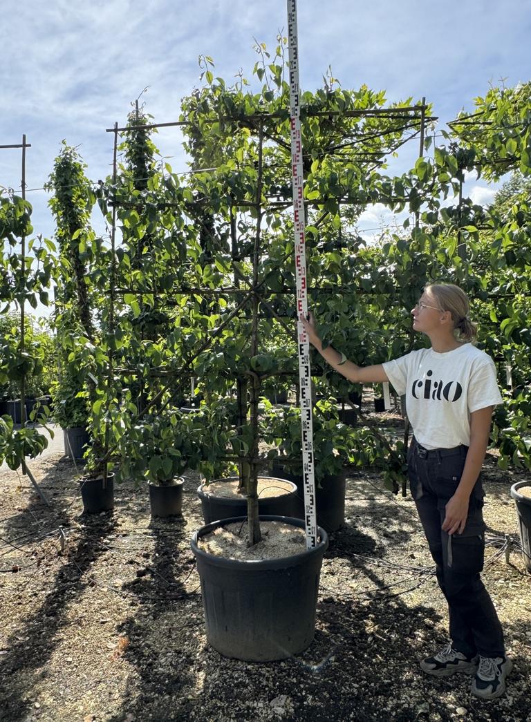Pyrus communis 'Conférence'