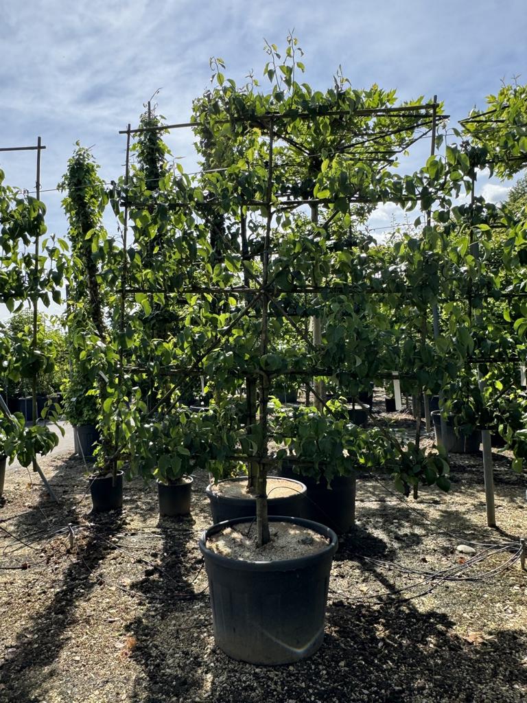 Pyrus communis 'Conférence'
