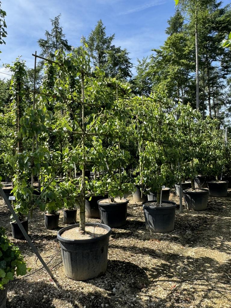 Pyrus communis 'Conférence'