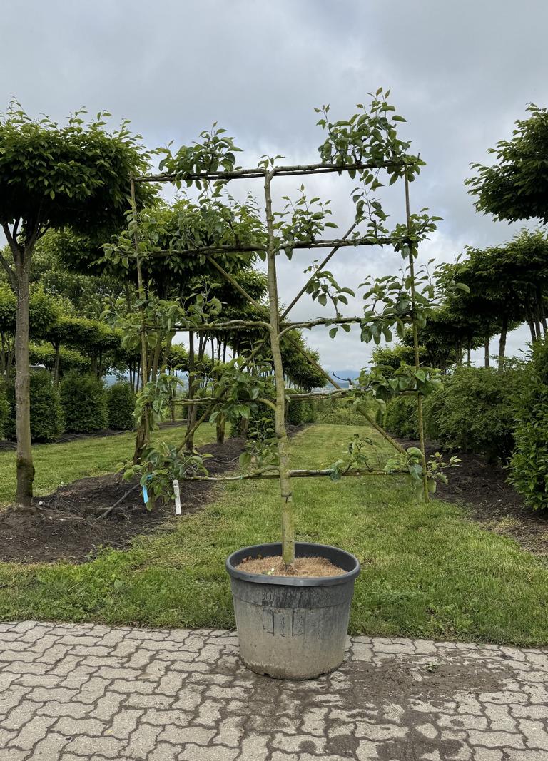 Pyrus communis 'Triumph von Vienne'