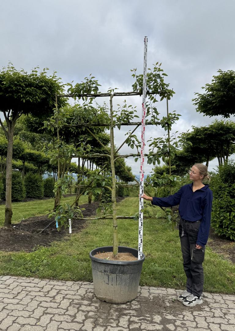 Pyrus communis 'Triumph von Vienne'