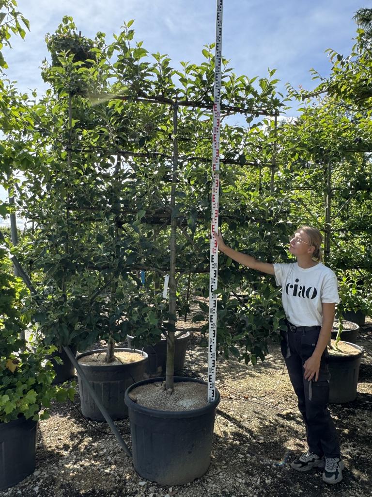 Malus domestica 'Jonagold'