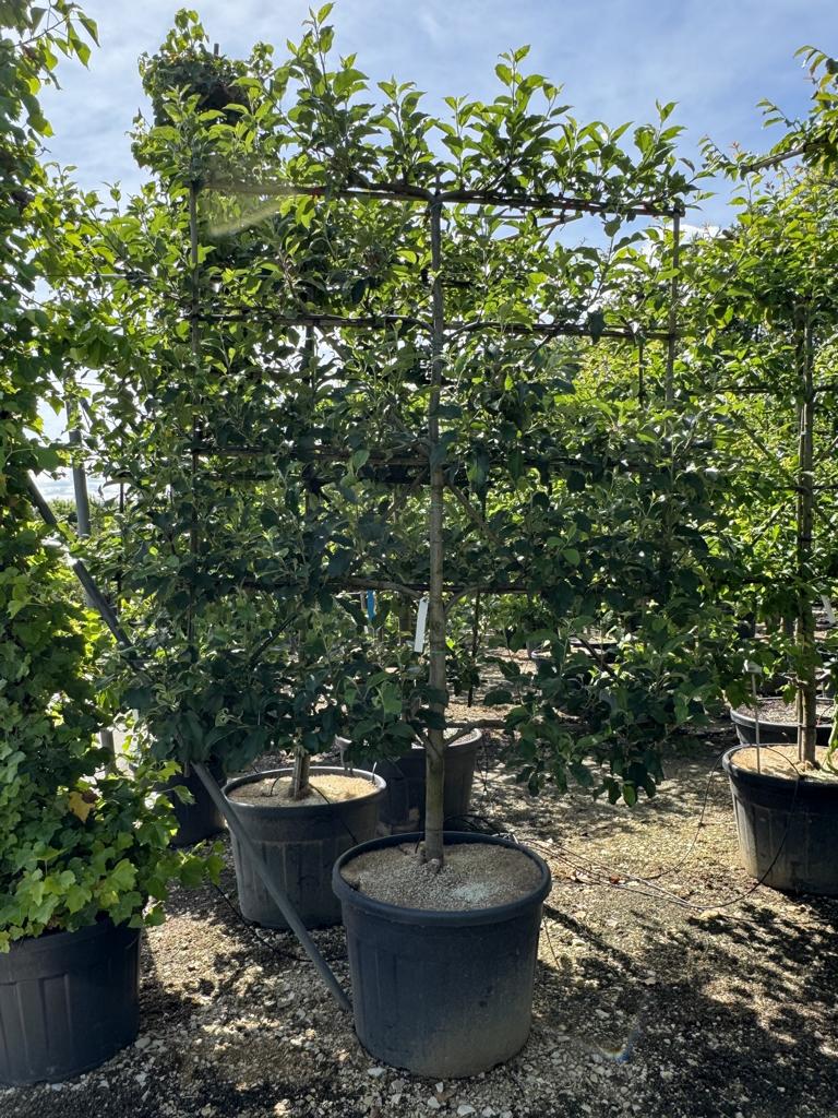 Malus domestica 'Jonagold'