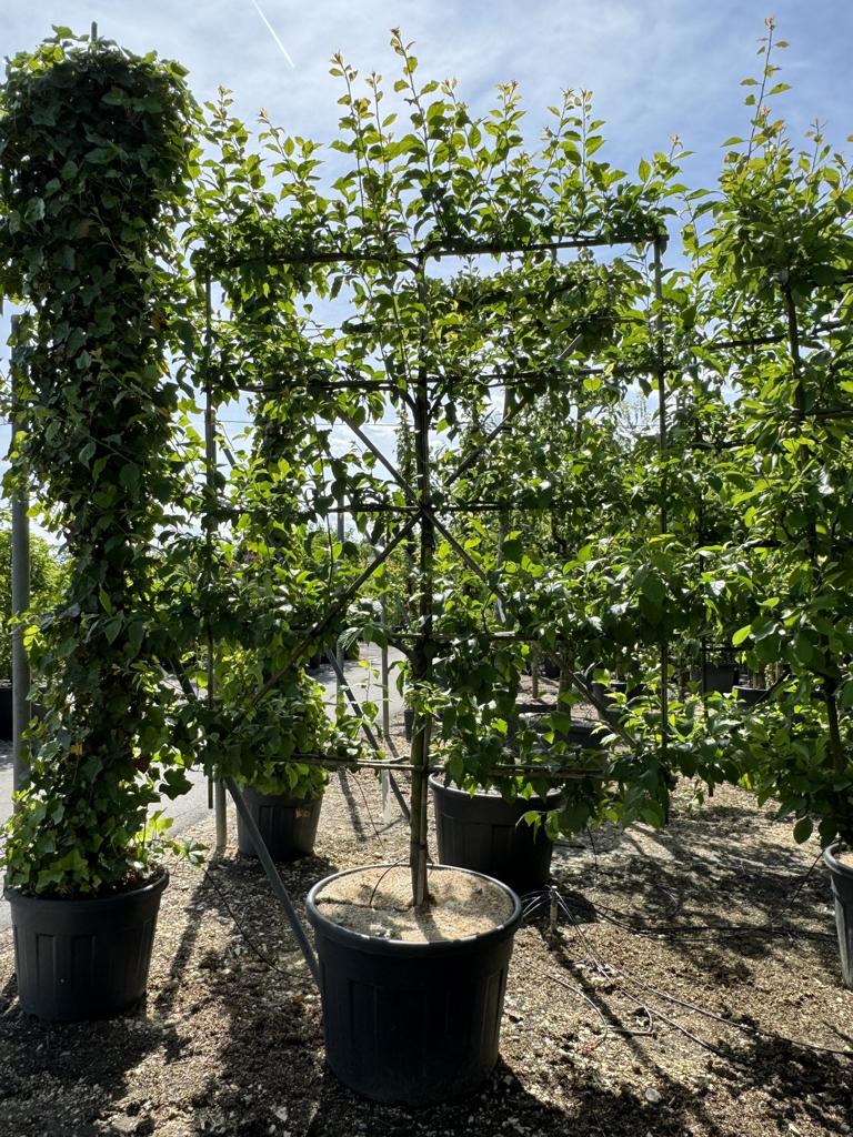 Malus domestica 'Opal'