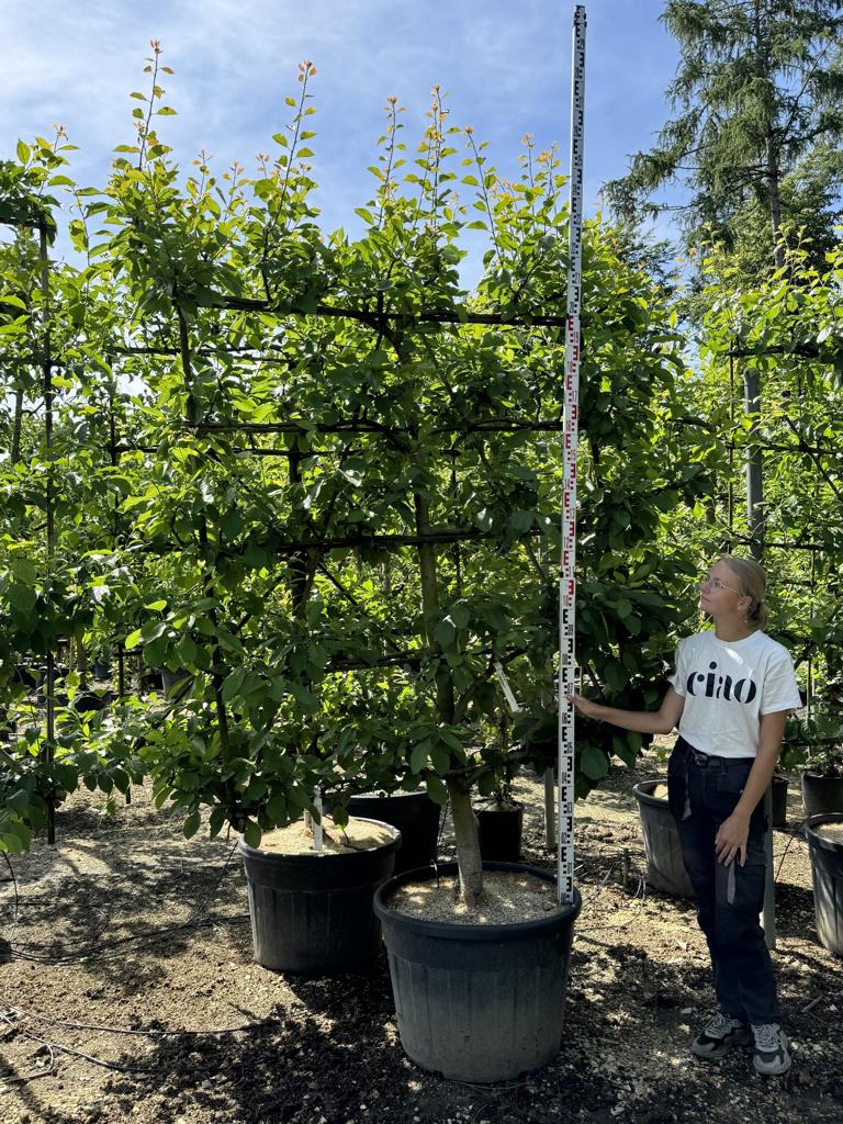 Prunus domestica 'Opal'